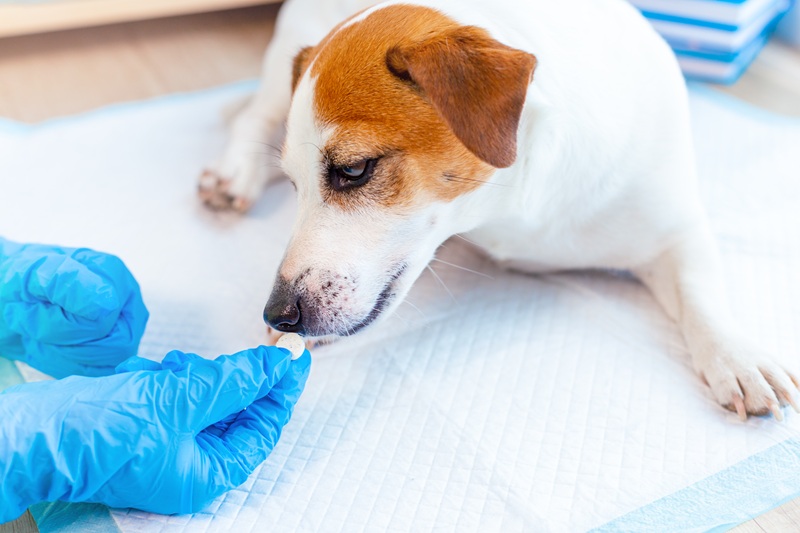 How To Spot Common Household Pet Toxins