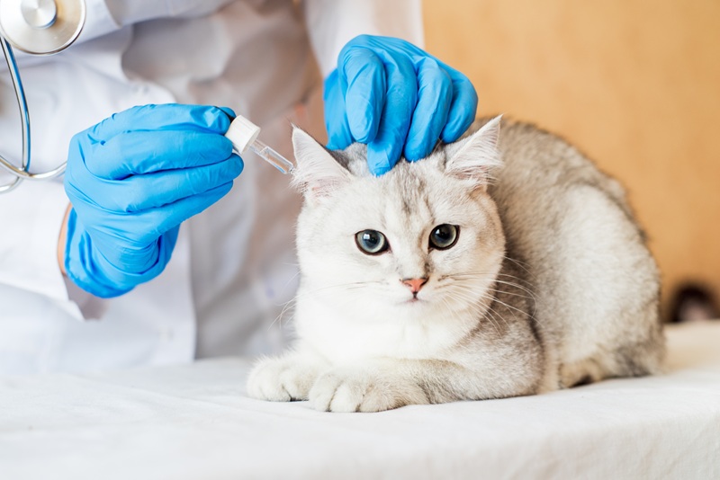 Preparing Your Cat For A Stress-Free Visit