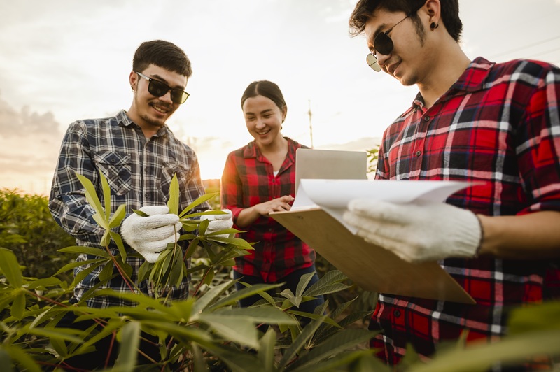 agriculture, gardener, farm, harvest, field, technology concept. The farmer team conducts research about cassava trees by planting pallets for good agricultural quality inspection.